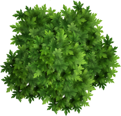 Large Maple Tree