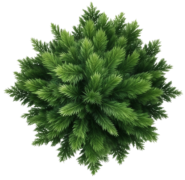 Fresh Green Spruce